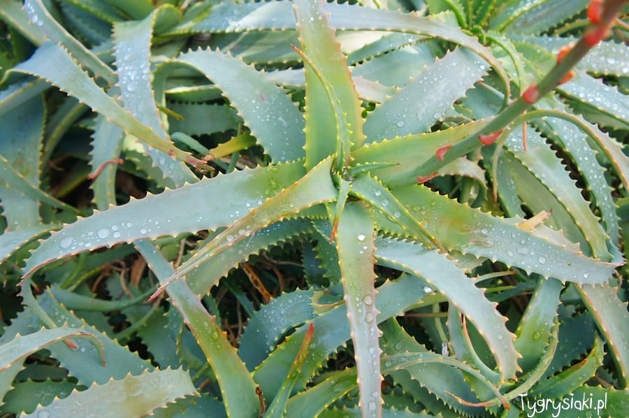 Aloes - skarb Lanzarote