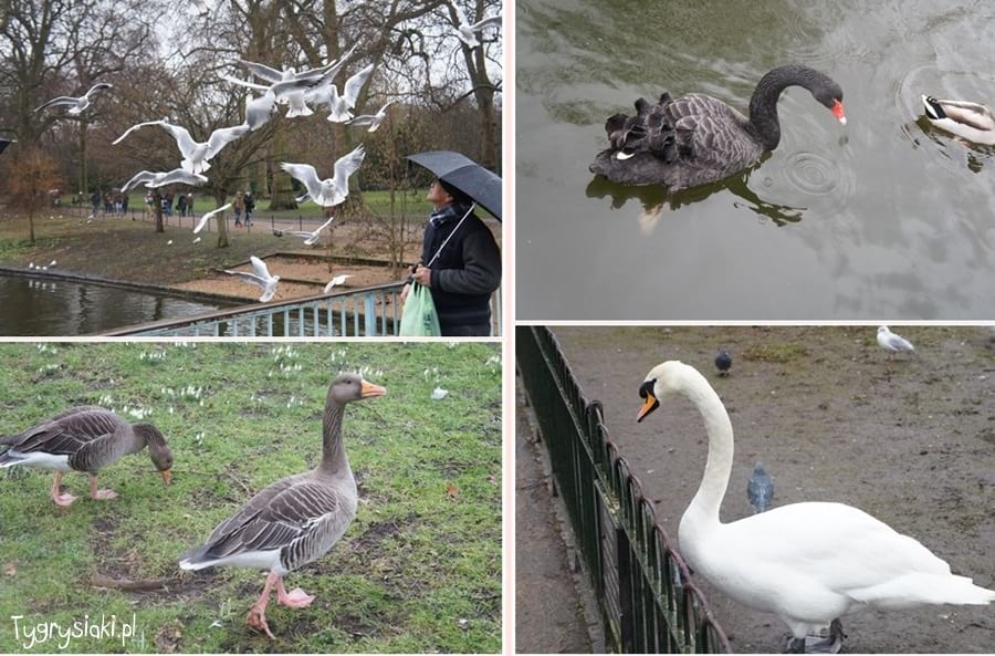 Mewy, kaczki i łabędzie w St. James parku w Londynie