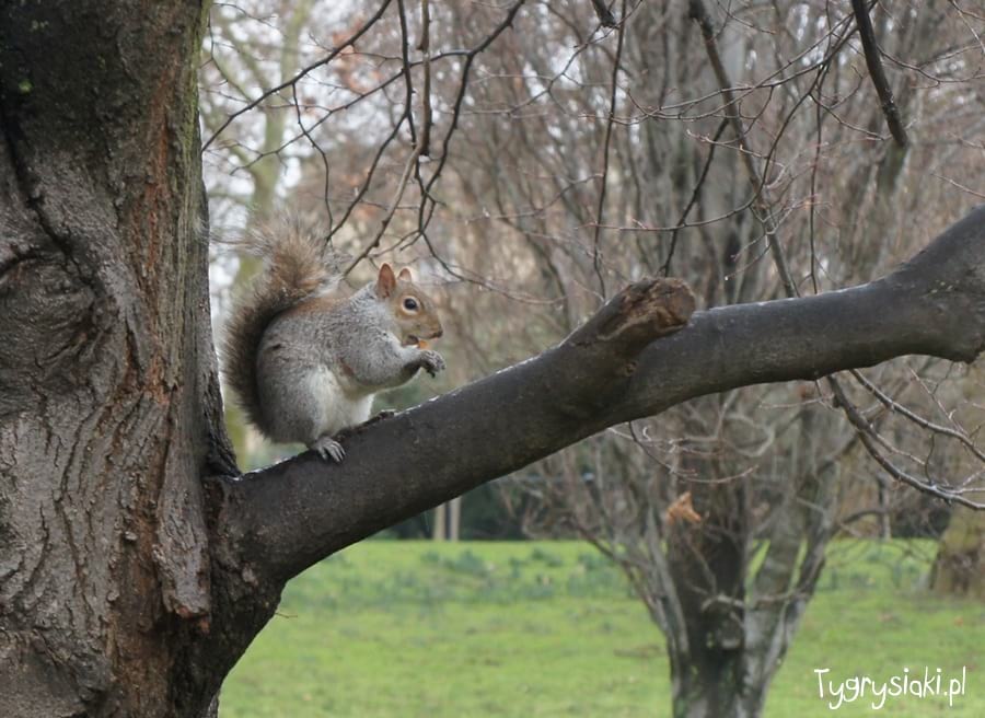 Szara wiewiórka w londyńskim parku