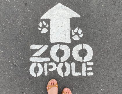 Zoo w Opolu – pomysł na wycieczkę z dzieckiem